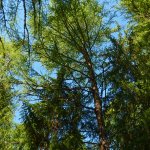 La mulattiera Gta che rientra nel bosco